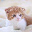 나는 고양이에 빠지다 이미지