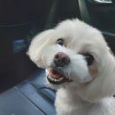 펫클럽 양정점 이미지