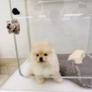 퍼피댕 안심분양소 강아지분양 애견입양 천안아산점 이미지