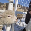 한남정육점 | 2월 ~ (양평과 김천도 여기에)