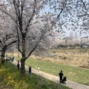 발안천 산책로 | 발안천 벚꽃축제 수원 화성 벚꽃 명소 벚꽃 개화 후기 주차장 위치