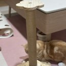 도그미뇽 | 고양이 스크래쳐 뭐 살지 고민이라면? 2마리 집사의 찐 후기!