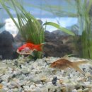 고경초등학교 이미지