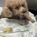 멍냥프라이 이미지