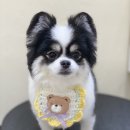 아미고 펫살롱 이미지