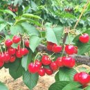 경주 체리 이미지