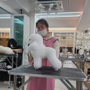 크러쉬 푸들 이미지