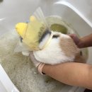 목욕하는고양이 | 천안아산고양이스파 묘르신 첫목욕하는 고양이도 안심!