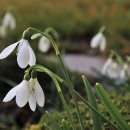 스노우드롭 이미지