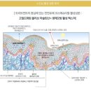 피부천재엘라 | 세럼. 엘라바쉐 힐러세럼 (펩타이드 신호로 피부속 라미신을 깨워 10가지 노화의 징후에 대항해요)