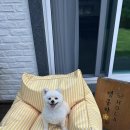 펜션600 | 홍천 600평 애견 독채펜션 [댕올라] 솔직후기