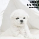 강아지랑고양이 이미지