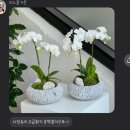 푸른길 작은도서관 | [광주 주월동] 광주 호접란 화분 환갑, 승진, 상견례 선물 피스풀가든 내돈내산 후기