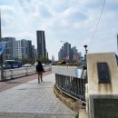 상동교 아래(우측 신천둔치) | 대구 신천둔치 산책로(중동교~상동교)에 만개한 개나리와 벚꽃