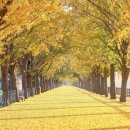 염치읍 은행나무길 이미지