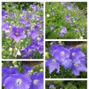 벨리타 펜션 이미지