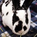 (주)펫에어라인 이미지