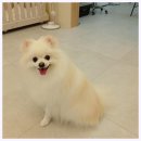 그린펫그루밍 이미지