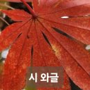 시계꽃 / 글벗 최봉희 이미지