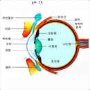 노안 [presbyopia, 老眼]과 눈의 구조 이미지