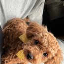 라라도그 이미지