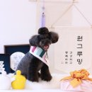 별그루밍 네이버블로그