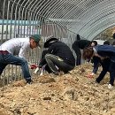 괴산군 농정과 직원, 장연면으로 출동...농촌일손지원 ‘구슬땀’ 이미지