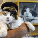 고양이에개