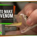 How to make antivenom 이미지