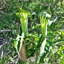 남조로 사려니숲길입구 이미지