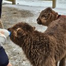 애니멀랜드 이미지