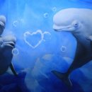 롯데월드아쿠아리움 이미지