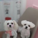 쁘띠애견미용실 이미지