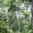 진밭골산림욕장 이미지