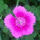 패랭이꽃의 저항 이미지