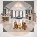 나의 반려견 | 별내 유기동물보호센터 리트리버 입양 나의 완벽한 반려견 찾기 가이드