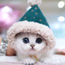 강남 고양이 분양 캣프렌즈 이미지