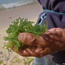 해초의 건강 효능/ The Health Benefits of Seaweed.. 이미지