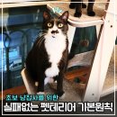 고양이집:고집 | 초보 집사 필독! 4묘 집사가 알려주는 고양이집 인테리어 5가지 기본 원칙
