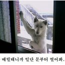 어디야 이미지