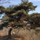 대구 파계사 원당봉산표석 이미지