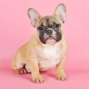 마리켄넬 24시강아지분양 애견분양 애견샵 이미지