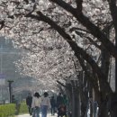 운정호수 수변카페 인근 | 군포 벚꽃명소 여행지 코스 갈만한곳 | 반월 호수공원 반월저수지 | 경기도 가볼만한곳