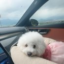 댕구르르 | [거제도] 거제도 애견펜션 댕구르르 이용 후기 / 독채