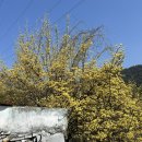 들마을공원 | [구례] 산수유마을대신 계척&amp;현천마을 | 화엄사 수달공원 홍매화실시간 개화율