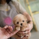 퍼피퍼피 이미지