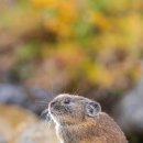 작고 귀여운 새앙토끼(pika).jpg 이미지