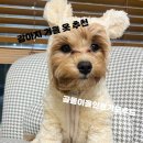 댕실댕실 이미지