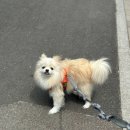 도그드살롱 | 하남 미사 도그드살롱 강아지 포메라니안 미용 후기