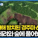 영양실조에 죽을 날만 기다리던 은퇴 경주마 60마리를 데려온 남자, 제주 숲에 풀어줬더니 생긴 변화｜PD로그｜ 이미지